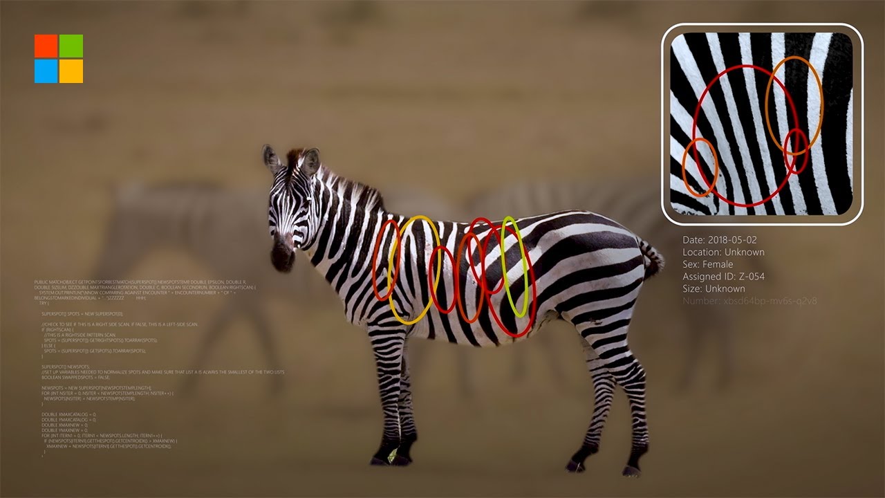 A Microsoft AI research demo: a photographed zebra with sections of its stripe pattern circled and matched against a close-up reference crop, alongside a wildlife-tracking data readout